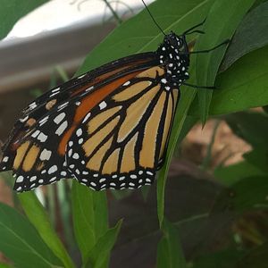 Meet your Posher, Pam